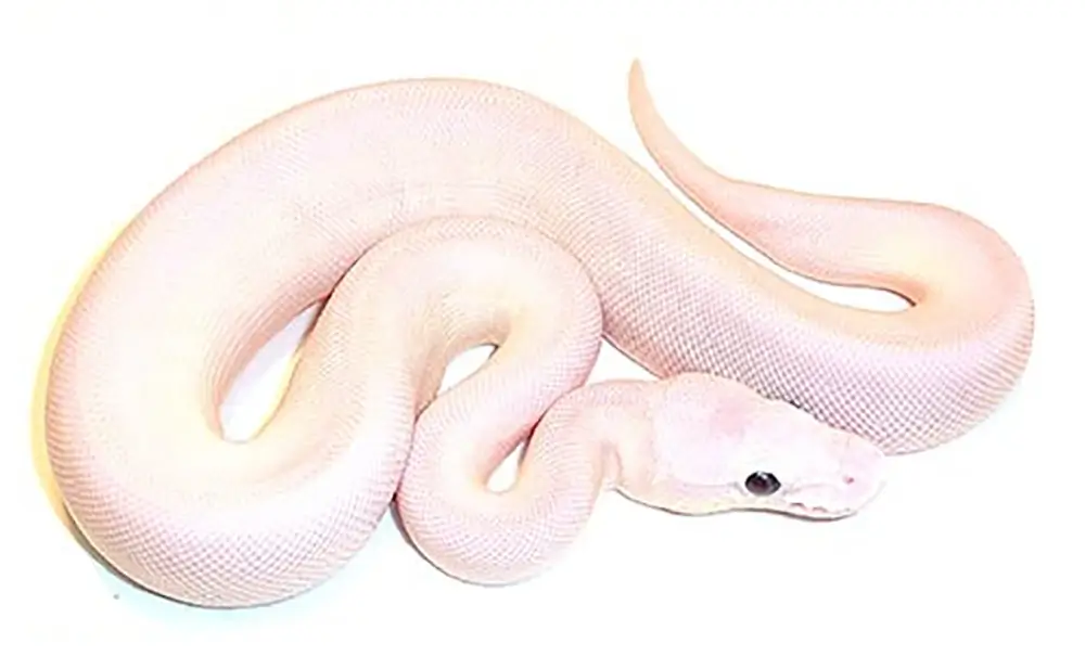 Blue-Eyed Leucistic Ball Python