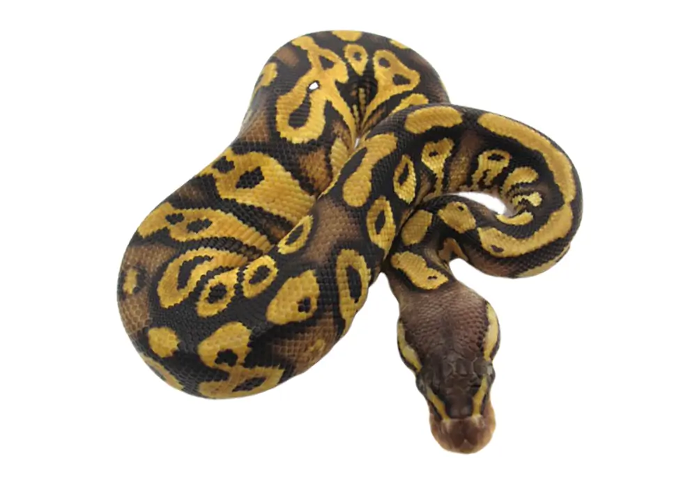 Bongo Pastel Ball Python