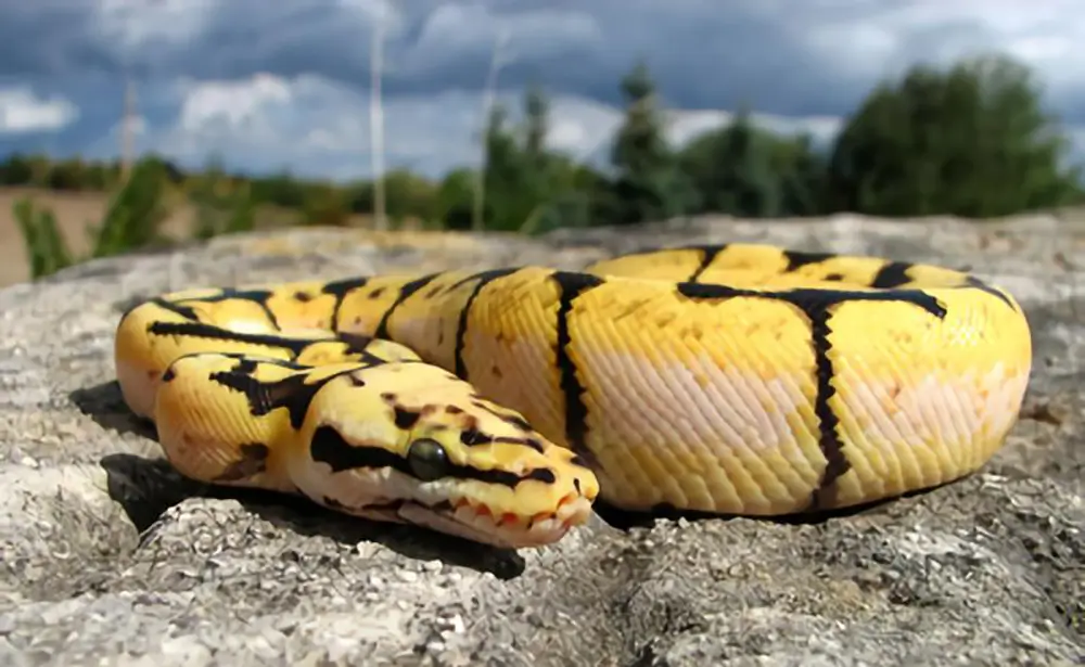 Bumblebee Ball Python