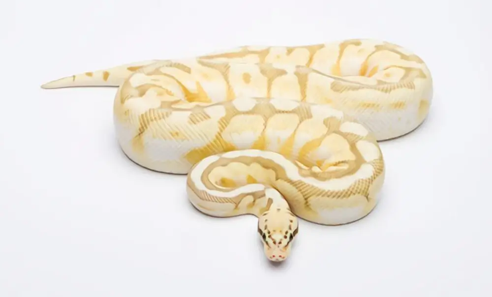 Butter Ball Python