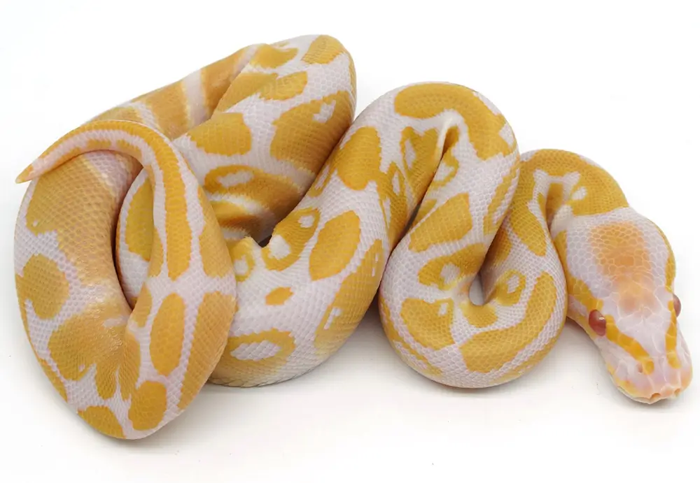 Candino Ball Python