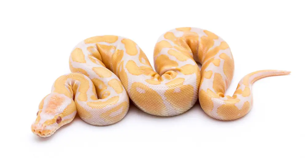 Candy Ball Python