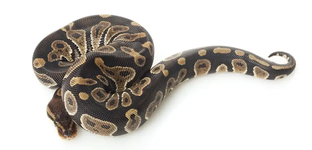 Chocolate-ball-python