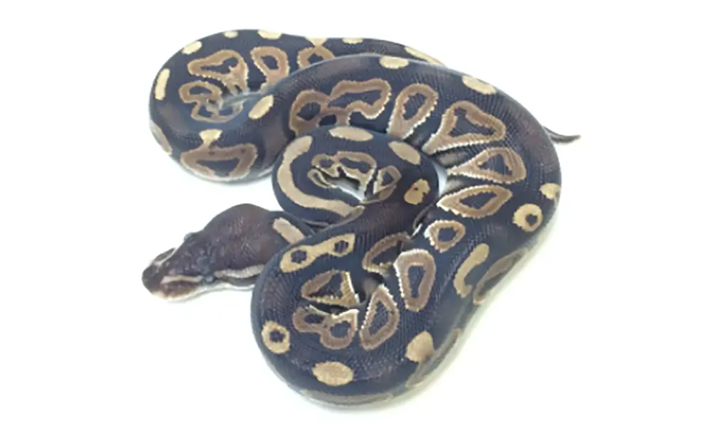 Cinnamon Ball Python