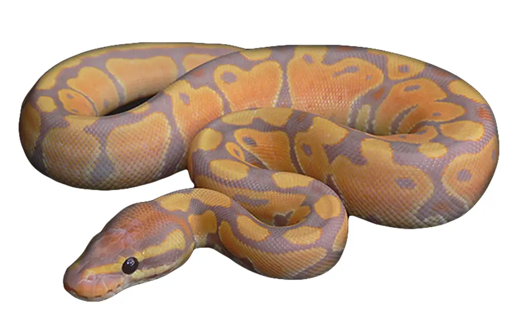 Coral Glow Ball Python