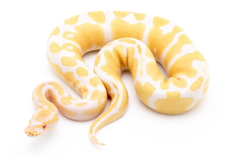 albino-ball-python