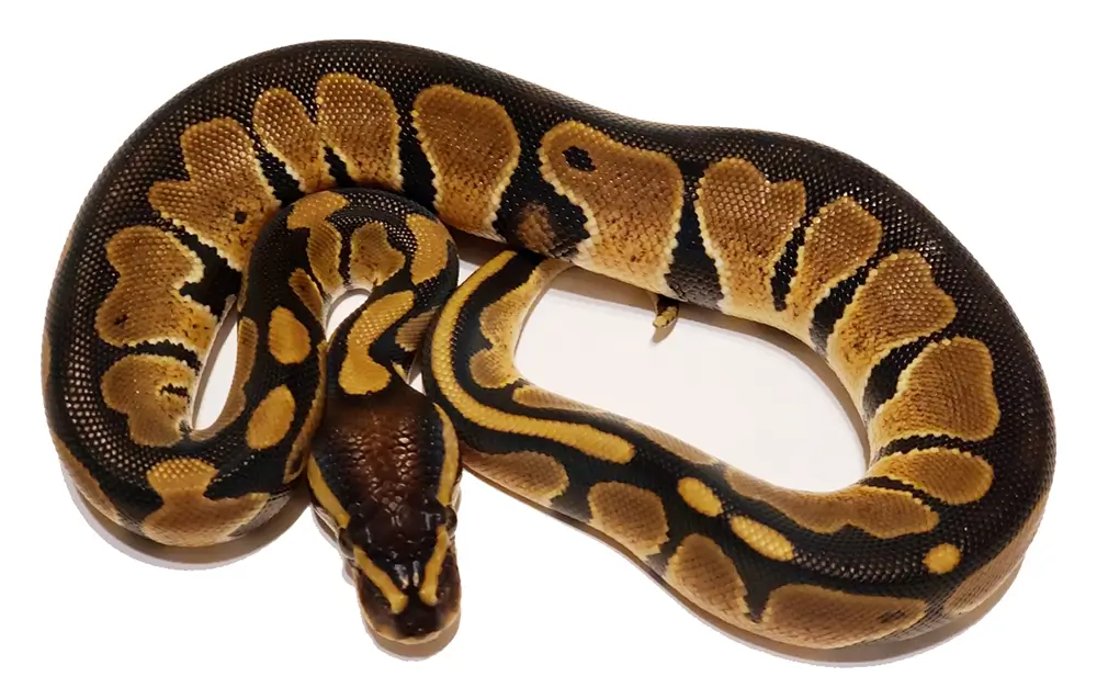 black-ball-python