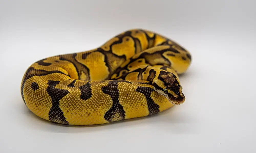 clown-ball-python