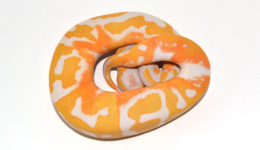 Dreamsicle Ball Python