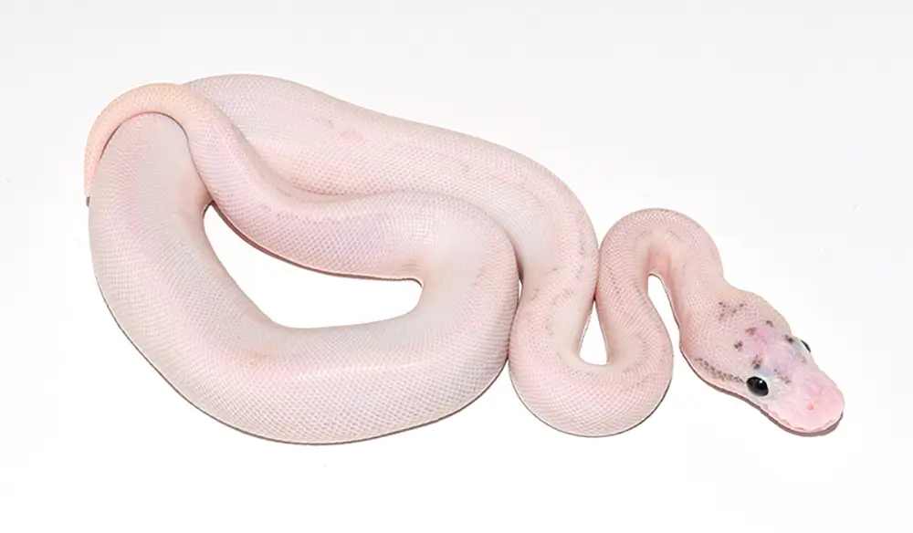 Fire Ivory Ball Python