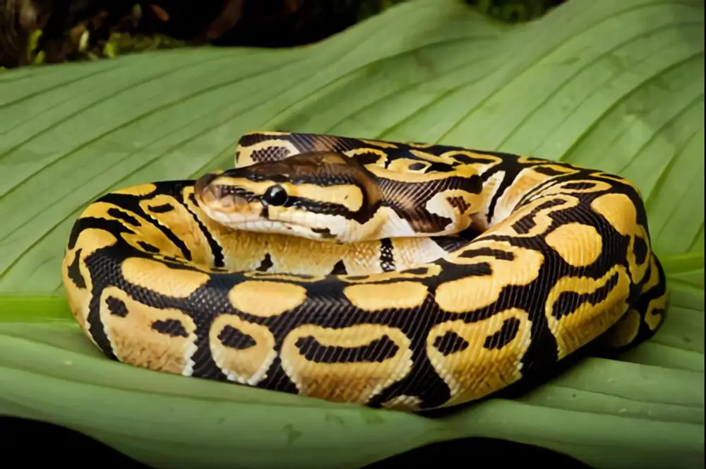 Ghost Ball Python