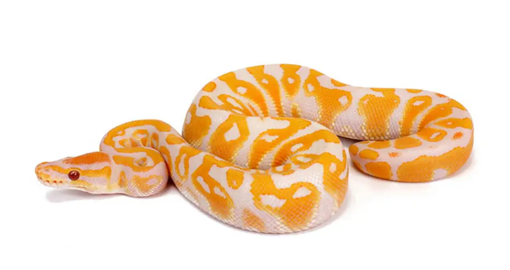 Lavender Albino Ball Python