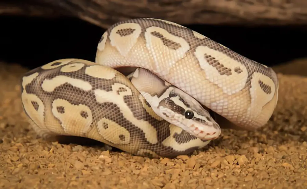 Lesser Ball Python