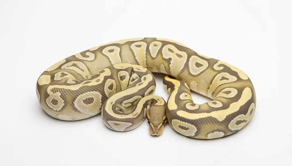 Mojave Ball Python