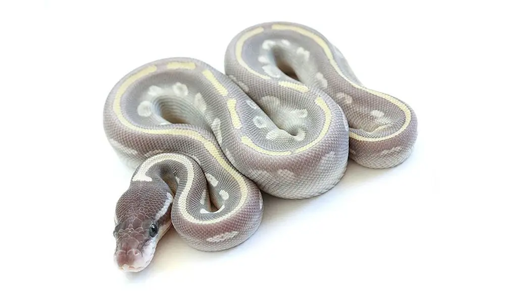 Mystic Ball Python