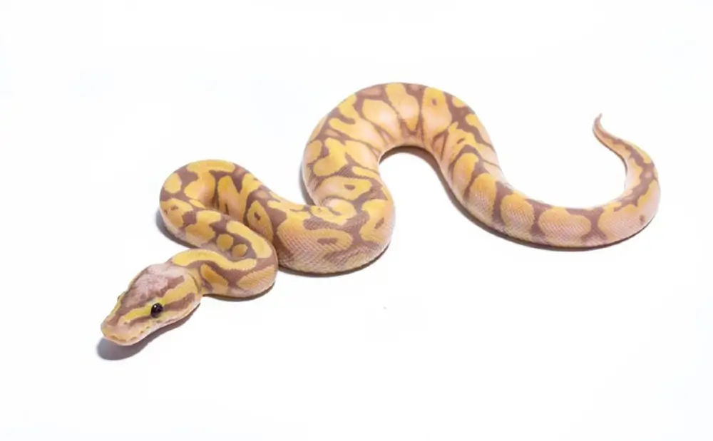 Scaleless-Ball-Python