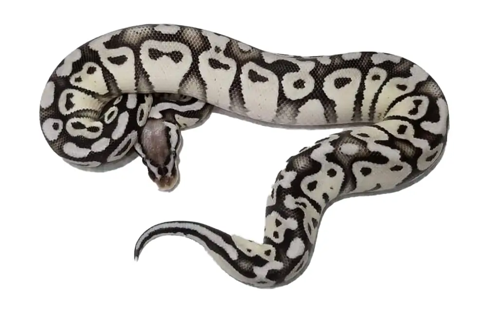 Stormtrooper-Ball-Python