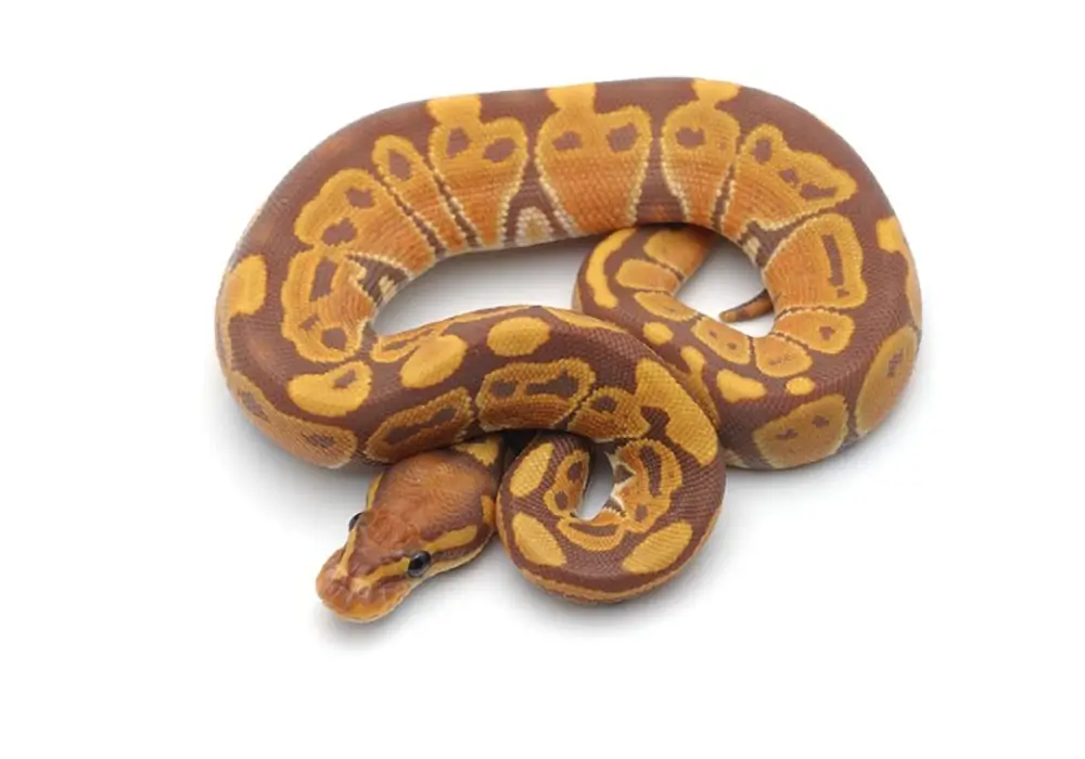 Sunset-Ball-Python