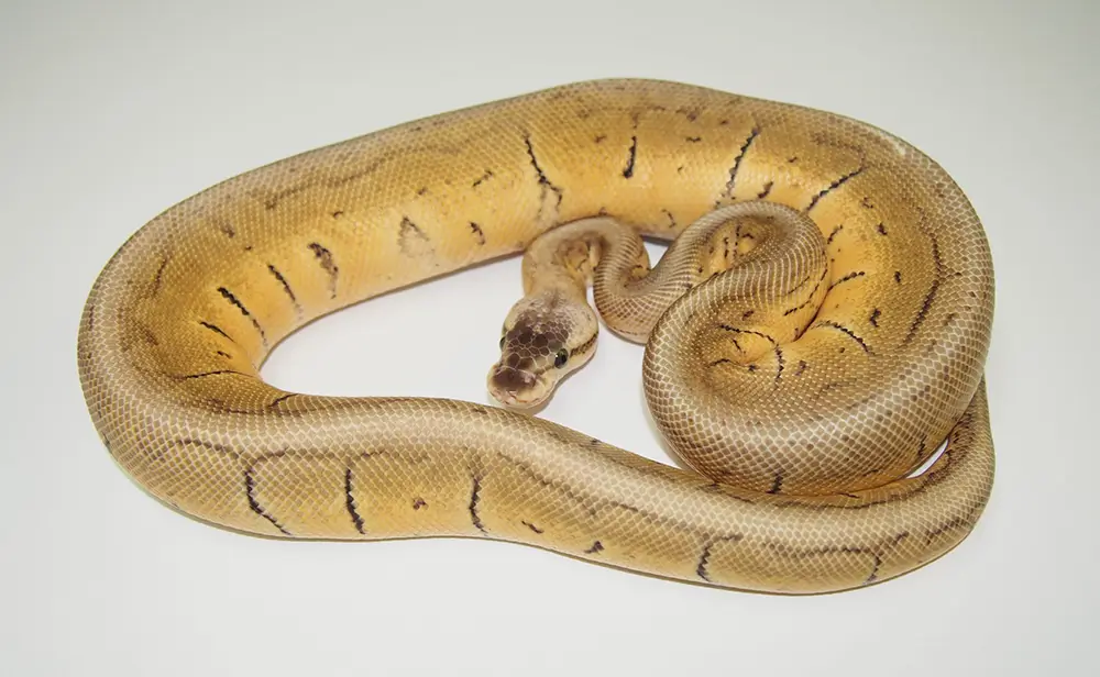 Super Blast Ball Python