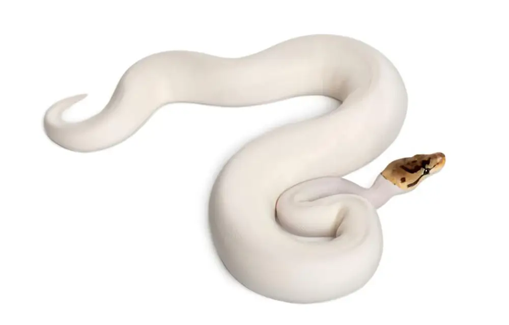 White Ball Python
