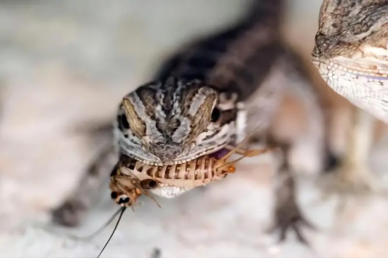 baby-bearded-dragon-diet