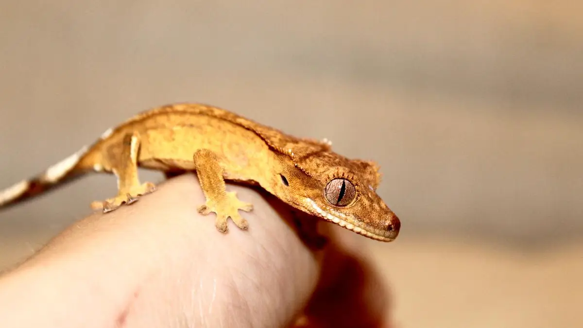 baby-crested-gecko-care