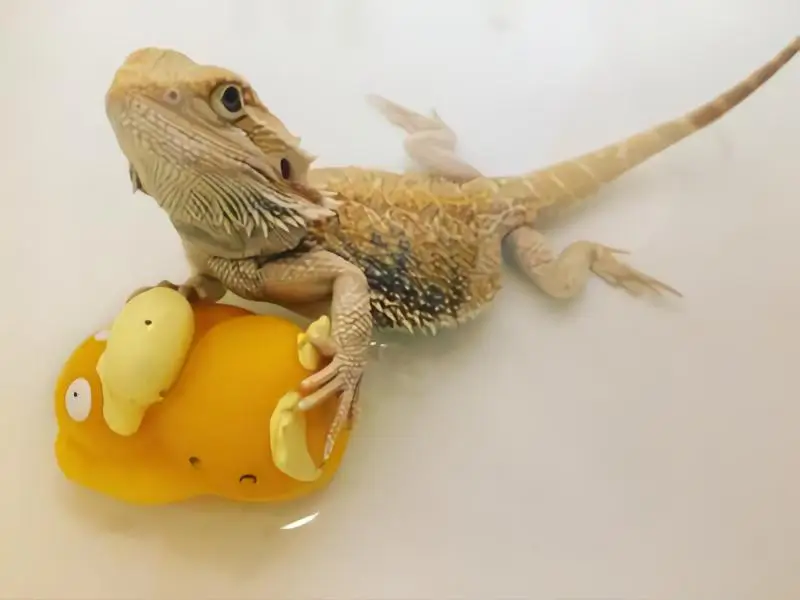 bearded-dragon-getting-a-bath