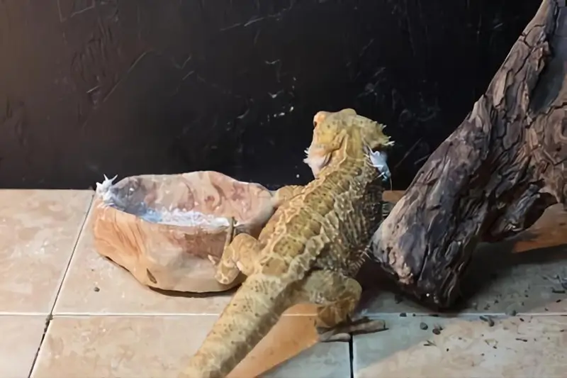 cleaning-bearded-dragon-tank