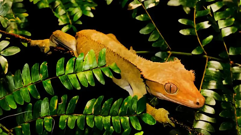 crested-gecko-lighting