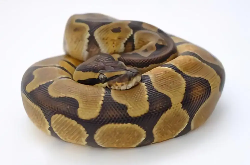 enchi-ball-python