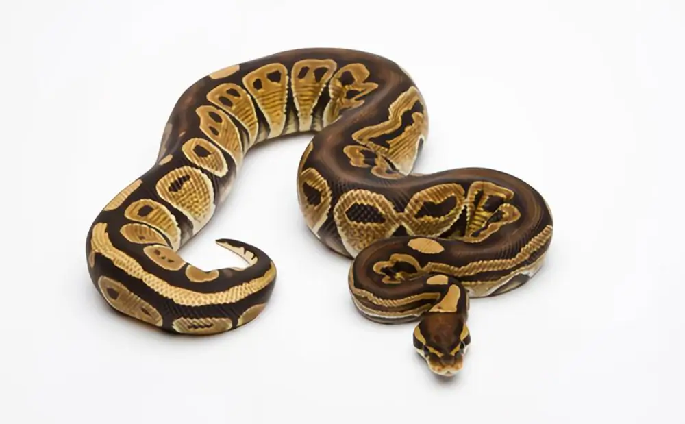 fire-ball-python