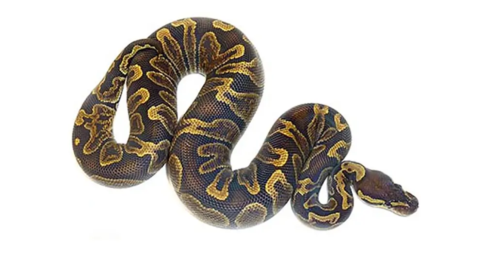 ghi-ball-python