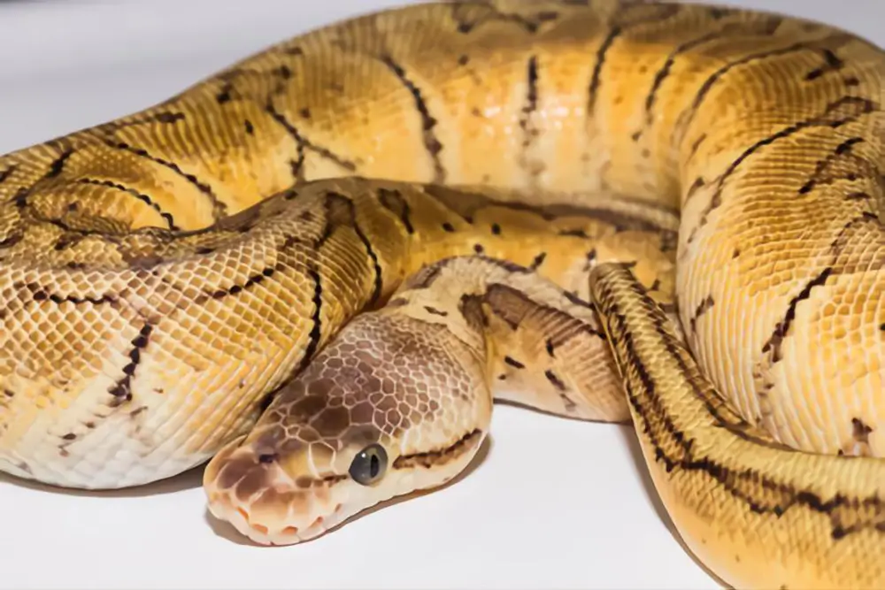 lemon-blast-ball-python