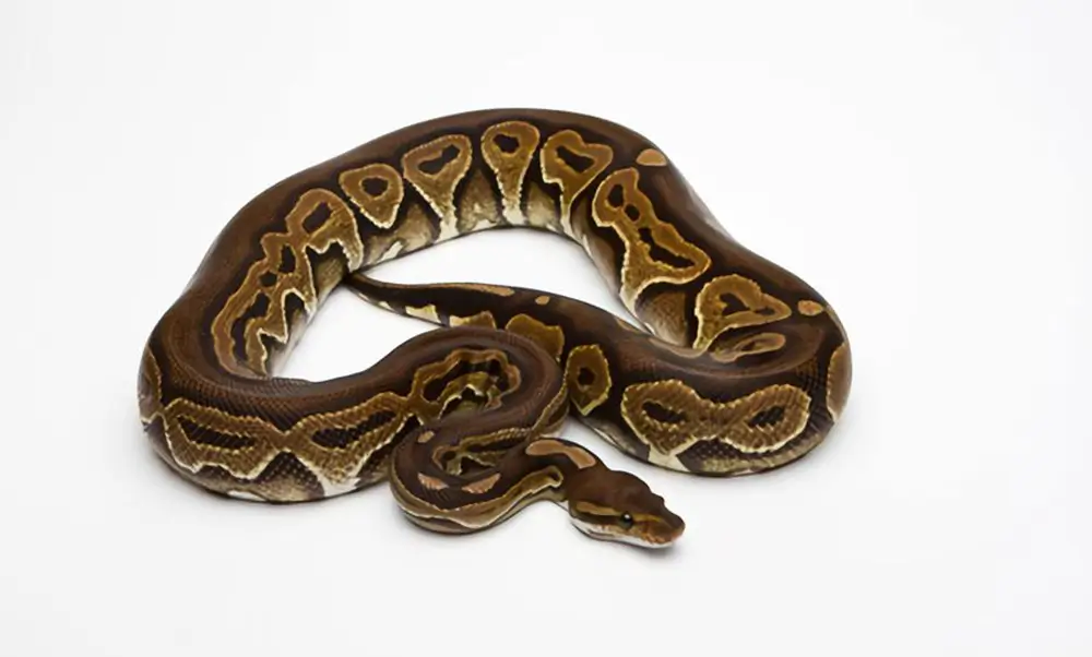 pastel-ball-python