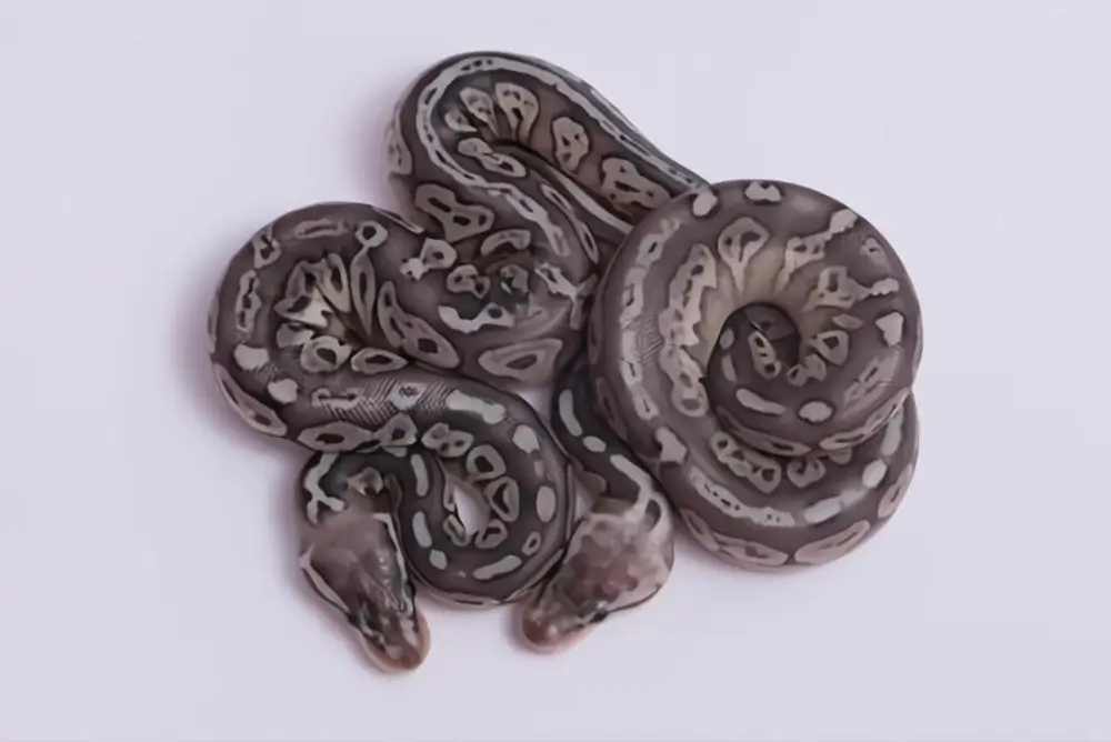 pewter-ball-pythons