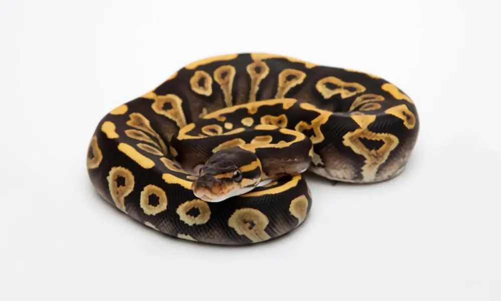 phantom-ball-python