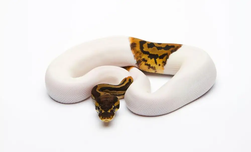 piebald-ball-python