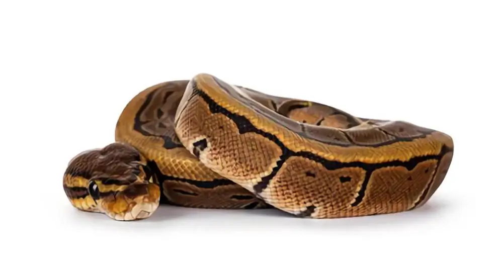 pinstripe-ball-python