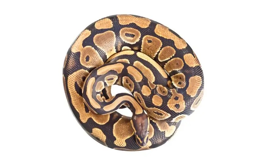 red-ball-python