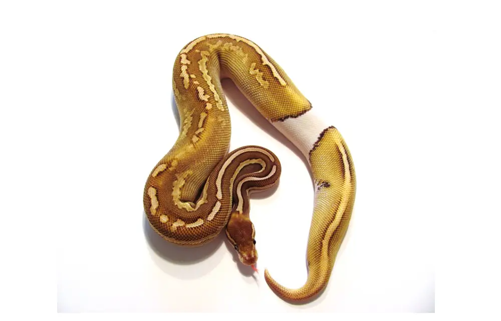 ringer-ball-python