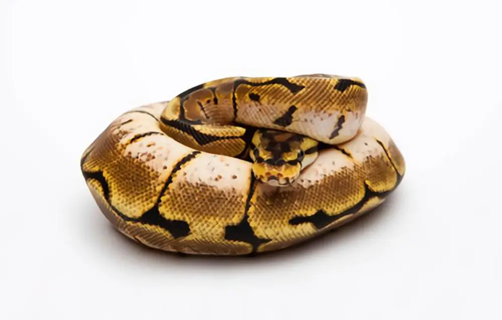 spider-ball-python