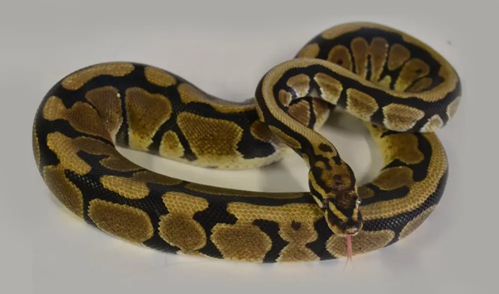 spotnose-ball-python