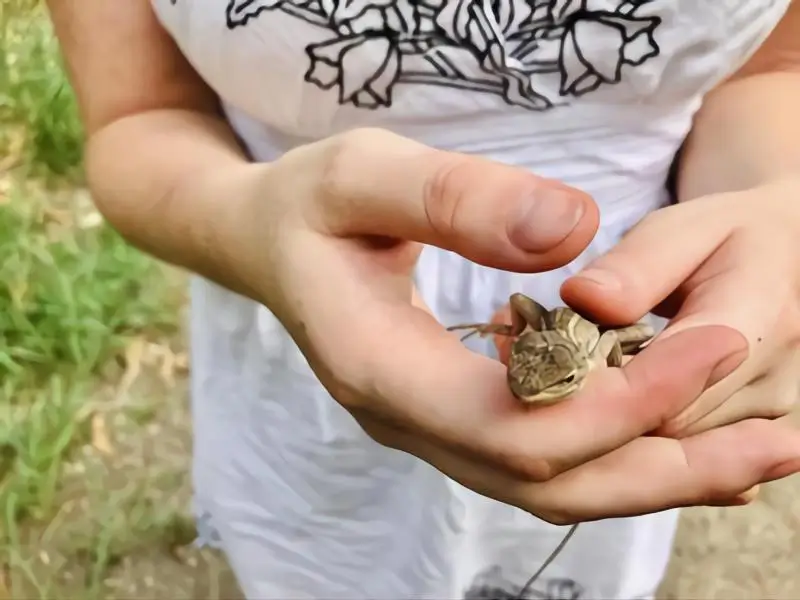 taming-baby-bearded-dragon