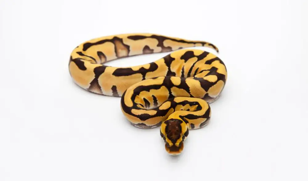 tiger-ball-python