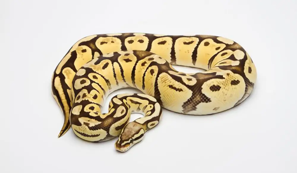 vanilla-ball-python