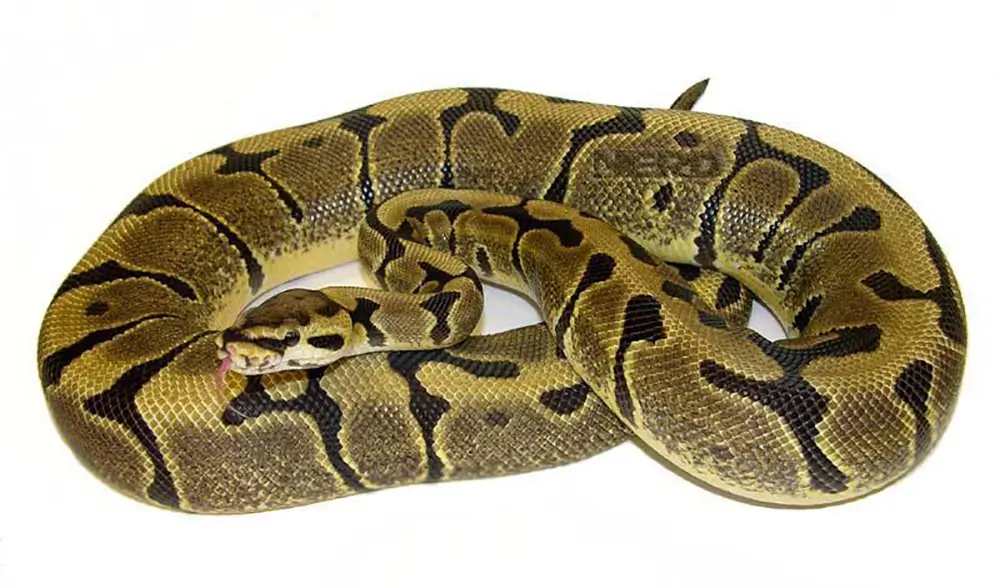 woma-ball-python