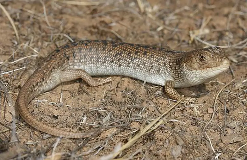 Adelaide-Pygmy-Blue-Tongue-Skink