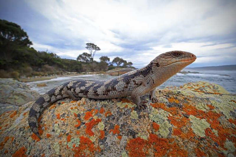 Blotched-Blue-Tongue-Skink