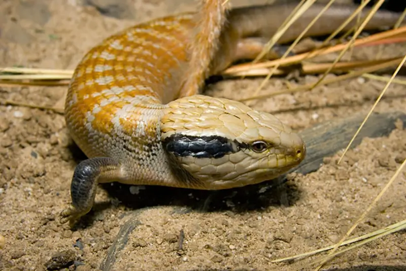 Centralian-Blue-Tongue-Skink