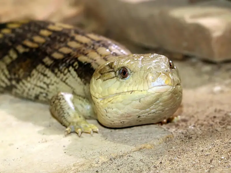 Eastern-Blue-Tongue-Skinks